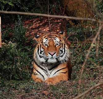 Tigerkater Zoo Landau