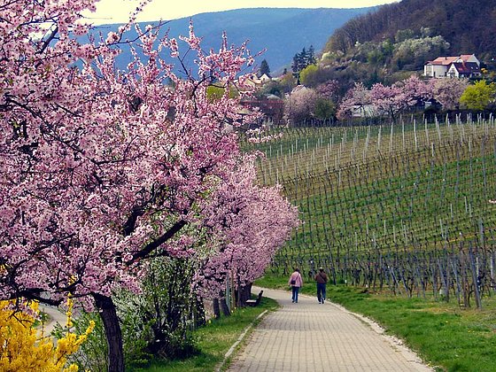 Mandelblüte in Neustadt
