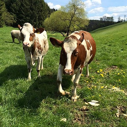 Zum Bauernhof - Kühe