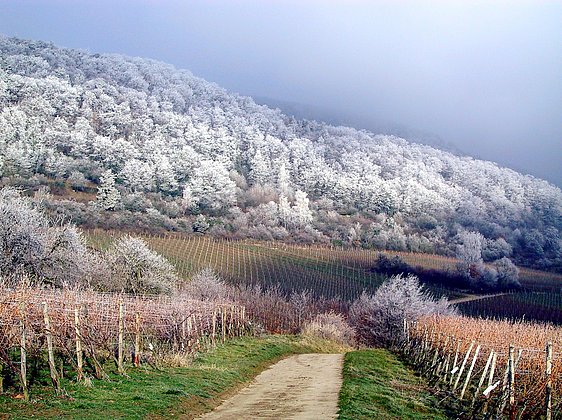 Weinberge und Wald im Schnee