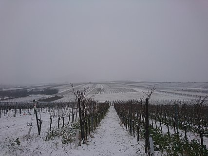 Blick in die Weinberge im Schnee