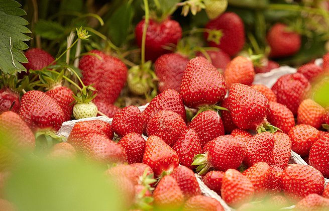 Kieffer-Erdbeeren