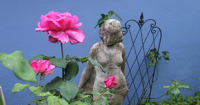 Romantik im Rosengarten, Bild 1