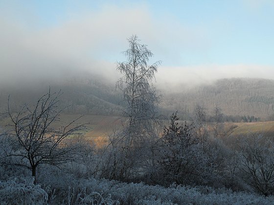Spätherbst mit erstem Frost im Leinsweiler Umland