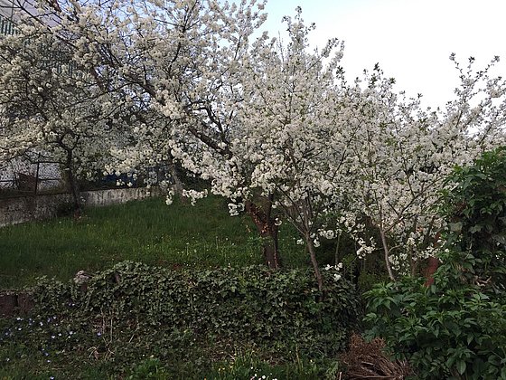 Kirschblüte im Kirschpark_1