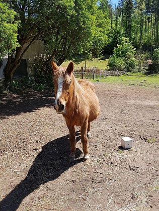 Pony beim Birkwieserhof