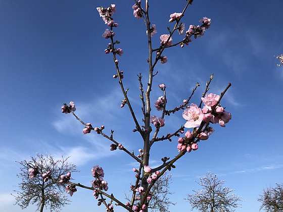 Mandelblüte bei Nußdorf, März/April